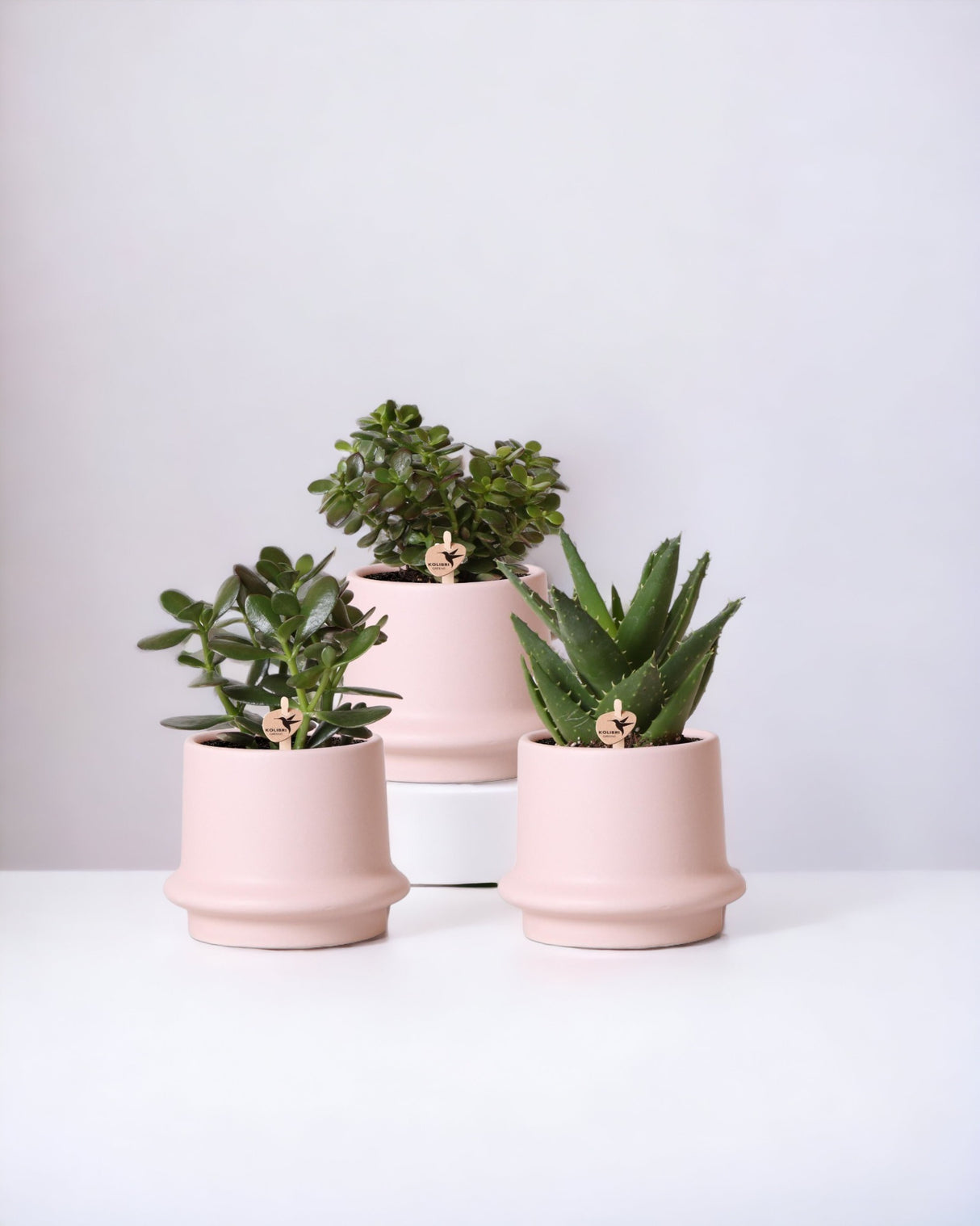 Sukkulentkasse og dens lyserøde keramiske plantekasser - Sæt med 3 planter, h20cm