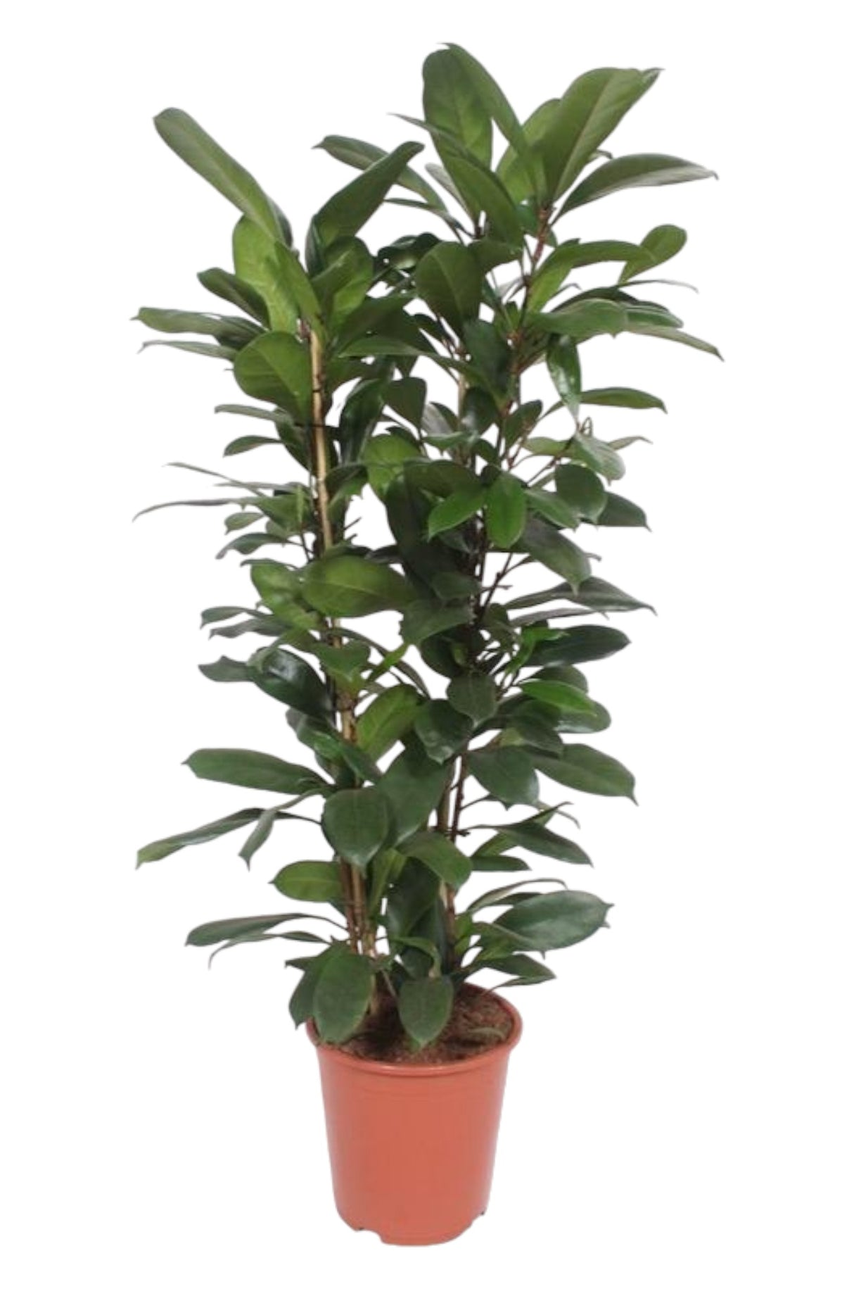 Ficus Cyathistípula