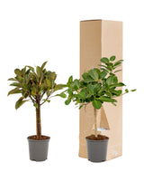 Coffret cadeau Ficus - Lot de 2 plantes, h90cm