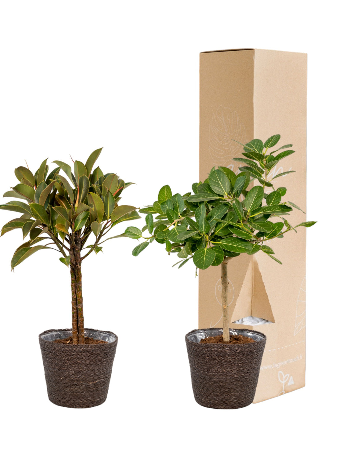 Coffret Ficus et ses paniers noirs - Lot de 2 plantes, h90cm