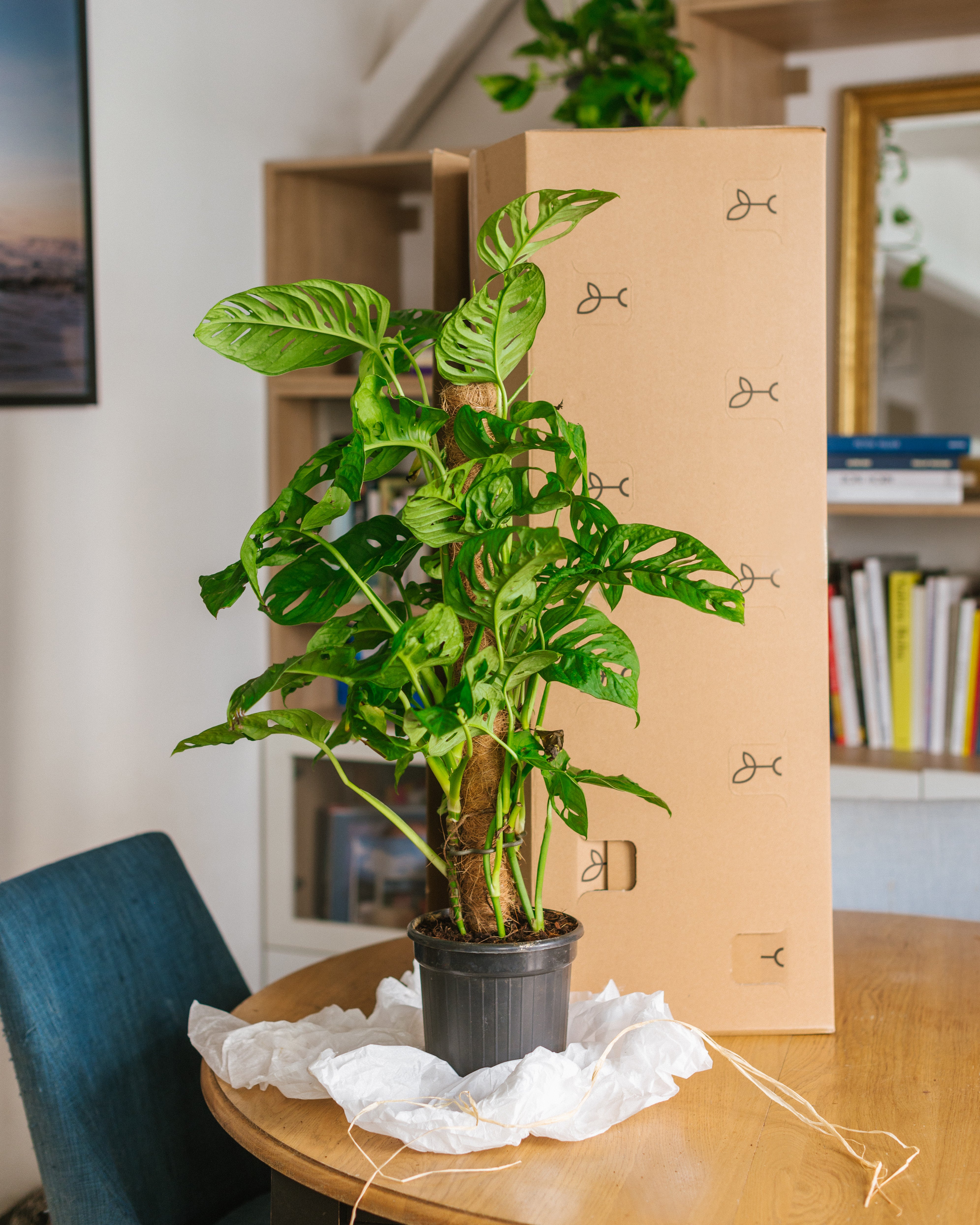 Livraison de plantes d'intérieur en France et en Europe – La Green