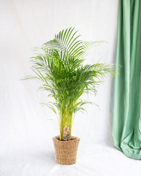 Large Areca Palm - Several sizes and <tc>POTS</tc>