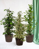 Trio de grands Ficus avec panier naturel foncé - Benjamina Danielle - Benjamina Twilight - Microcarpa Moclame h100cm