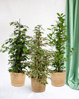 Trio de grands Ficus avec panier naturel - Benjamina Danielle - Benjamina Twilight - Microcarpa Moclame h100cm