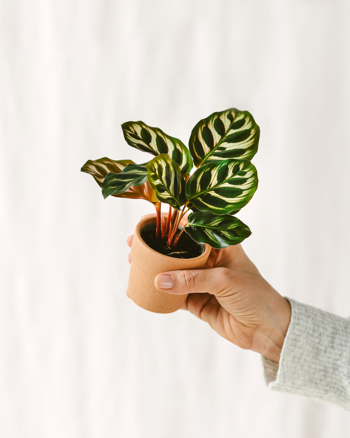 Mini plantes d'intérieur à adopter et faire grandir – La Green Touch