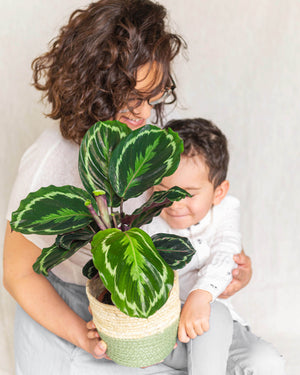 Calathea Medaillon
