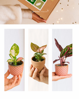 Coffret Pink is the new green - Trio de Baby plantes