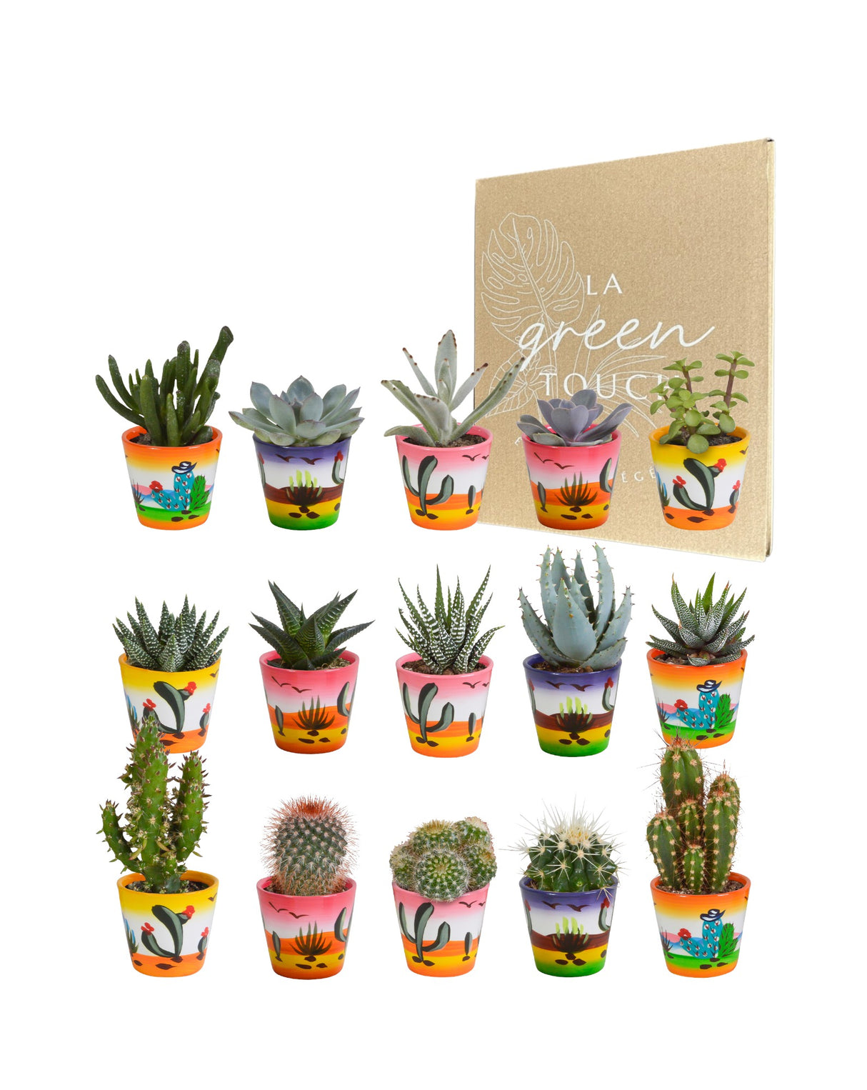 Mix di 15 cactus e i loro vasi colorati h13 cm