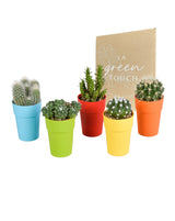 Mix di 5 cactus e i loro vasi colorati h16 cm