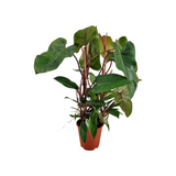Philodendron Red Twins