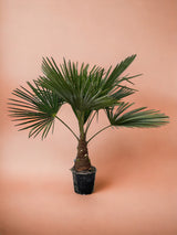Palmera Trachycarpus