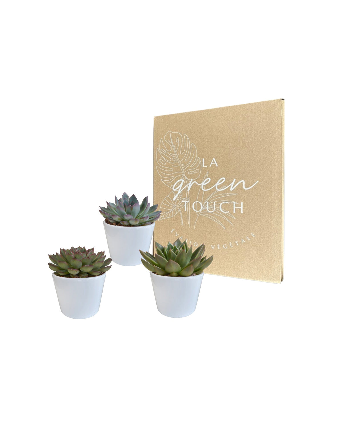 Echeveria-Geschenkbox und weiße Pflanzgefäße – Set mit 3 Pflanzen, H21 cm
