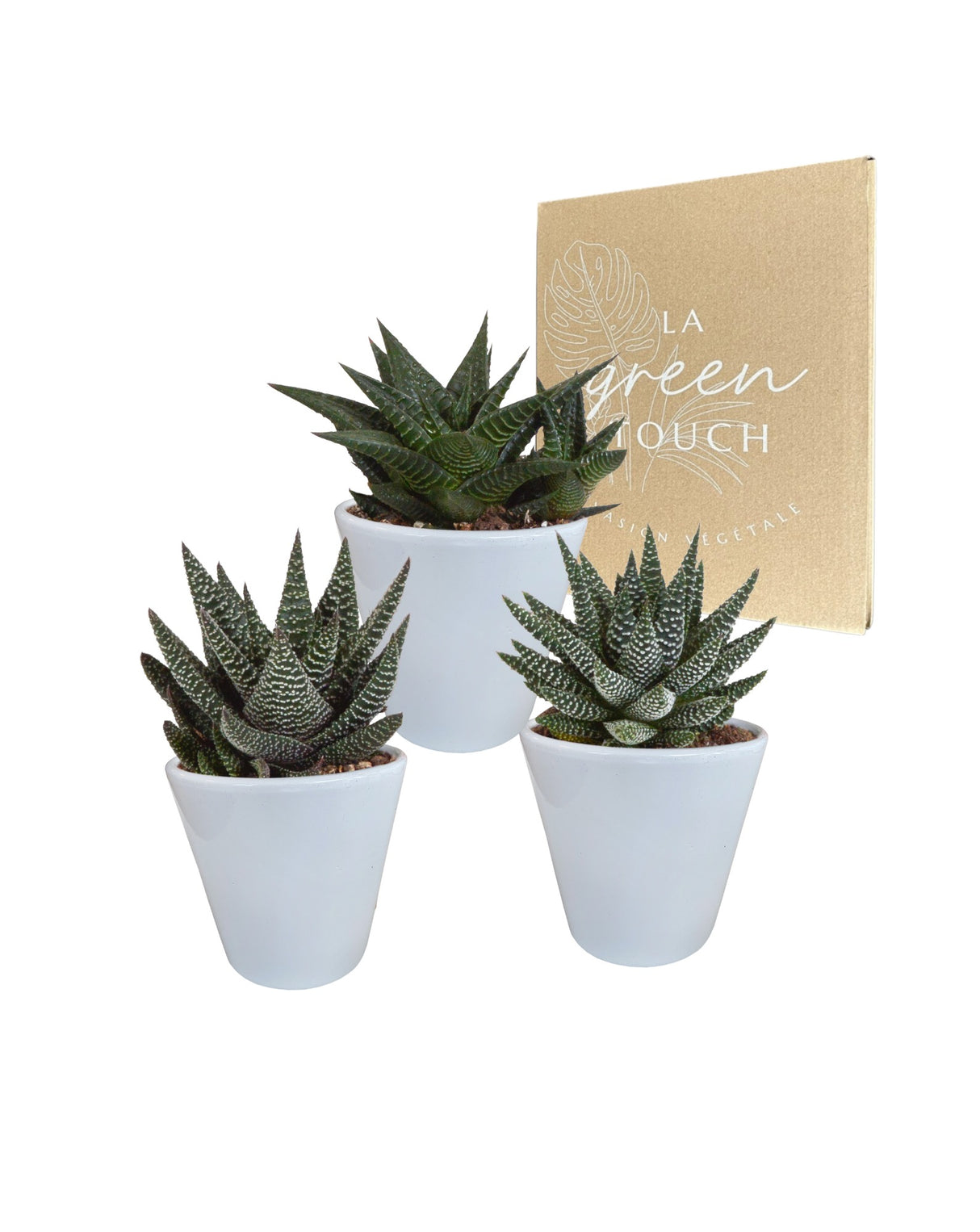 Trio di piante grasse e relativi vasi da fiori bianchi h18 cm – La Green  Touch