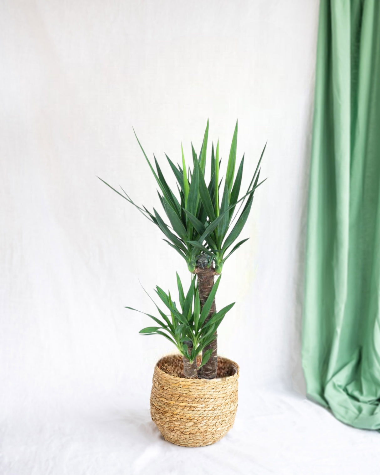 Yucca für den Innenbereich – 60 cm hoch