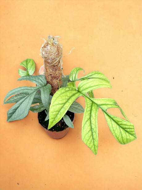 Livraison plante Amydrium Medium Silver