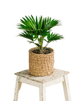 Palmier Livistona Rotundifolia