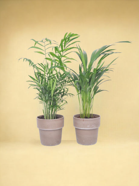 Livraison plante Box - 2 Palmiers mix et leur pot