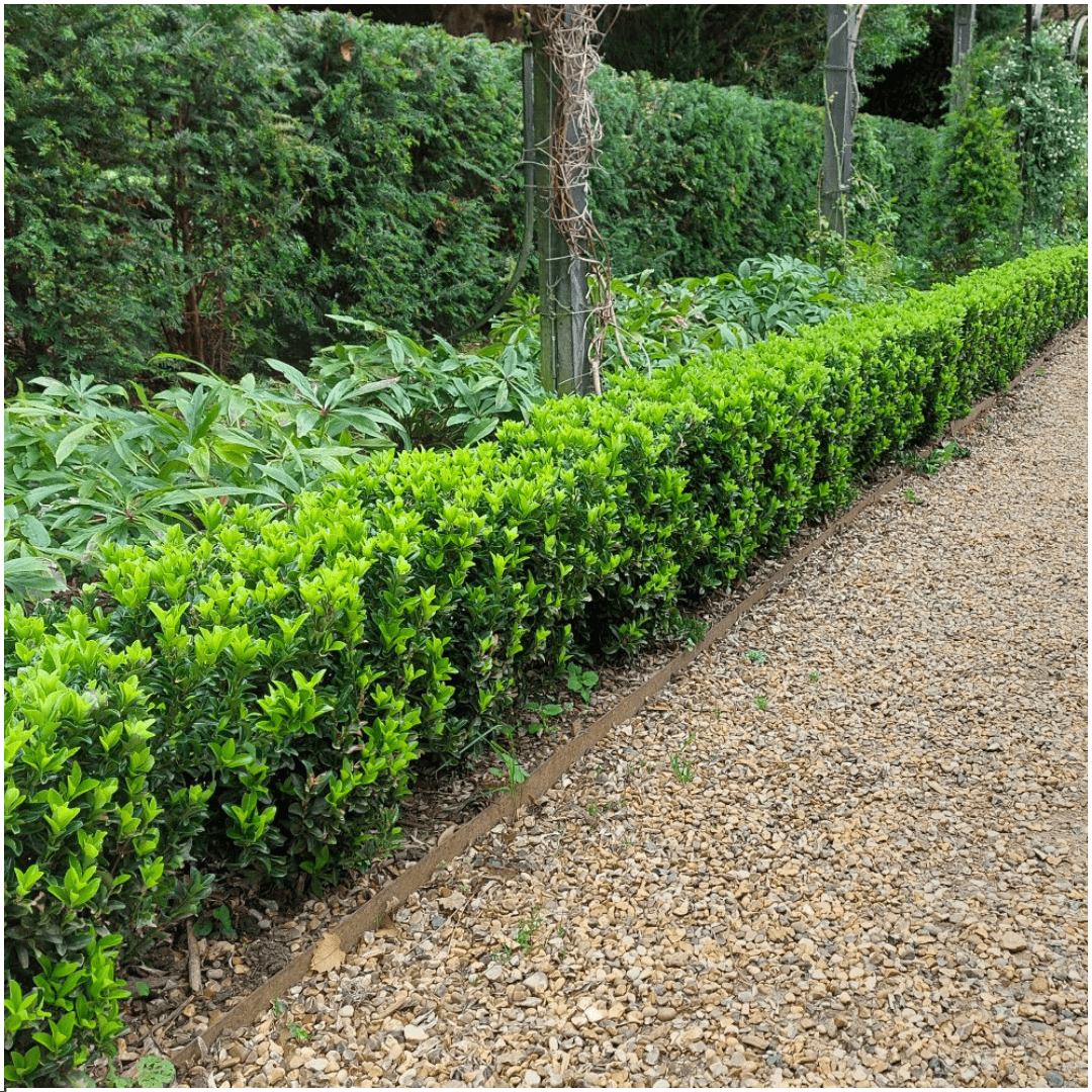 Livraison plante 1x 6 pack Euonymus 'Green Spire' - Ø 7 cm - ↨ 15 cm