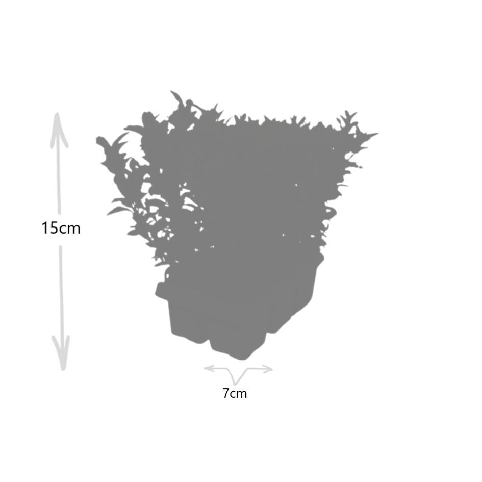 Livraison plante 1x 6 pack Euonymus 'Green Spire' - Ø 7 cm - ↨ 15 cm
