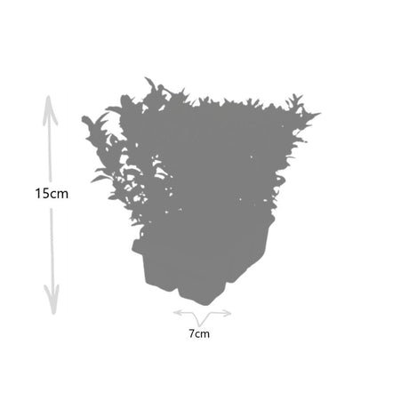 Livraison plante 1x 6 pack Euonymus 'Green Spire' - Ø 7 cm - ↨ 15 cm