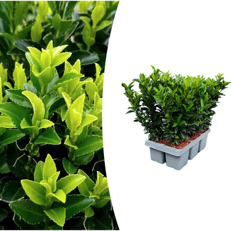 Livraison plante 1x 6 pack Euonymus 'Green Spire' - Ø 7 cm - ↨ 15 cm