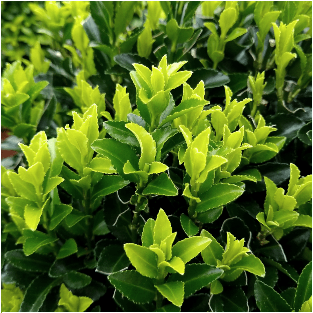 Livraison plante 1x 6 pack Euonymus 'Green Spire' - Ø 7 cm - ↨ 15 cm