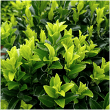 Livraison plante 1x 6 pack Euonymus 'Green Spire' - Ø 7 cm - ↨ 15 cm
