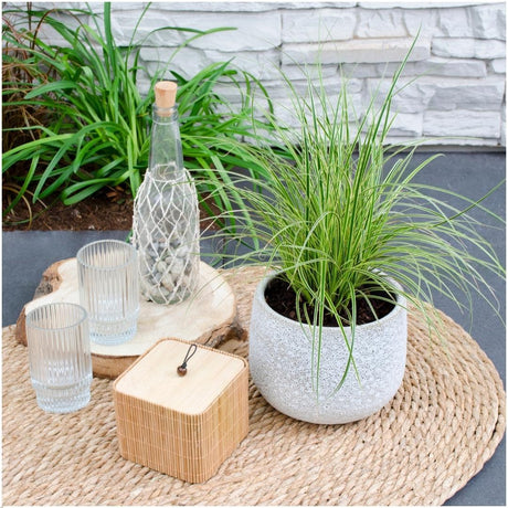 Livraison plante 3 x Carex brunnea 'Variegata'