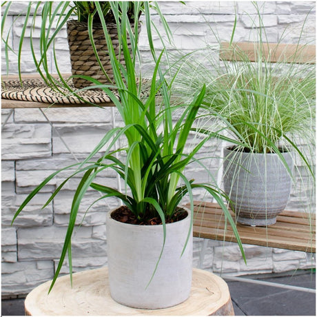 Livraison plante 3 x Carex morrowii 'Irish Green'