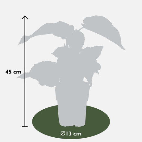 Livraison plante 3X - Actinidia delciosioa 'Jenny'