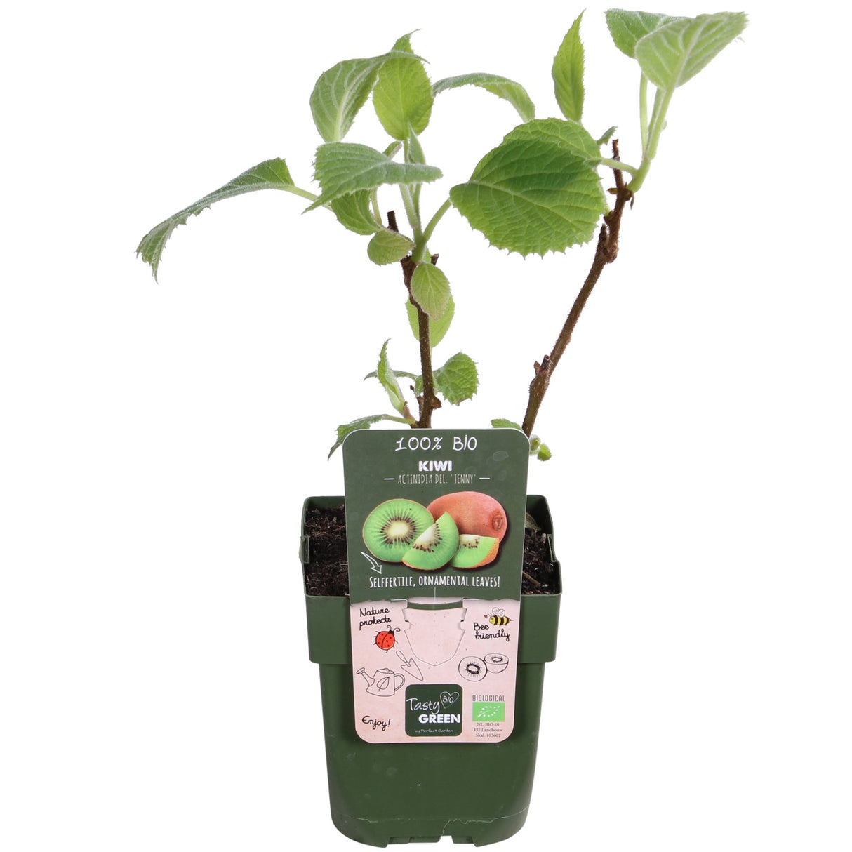 Livraison plante 3X - Actinidia delciosioa 'Jenny'