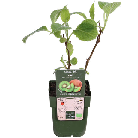 Livraison plante 3X - Actinidia delciosioa 'Jenny'