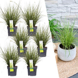 Livraison plante 6 x Carex brunnea 'Variegata' en pot