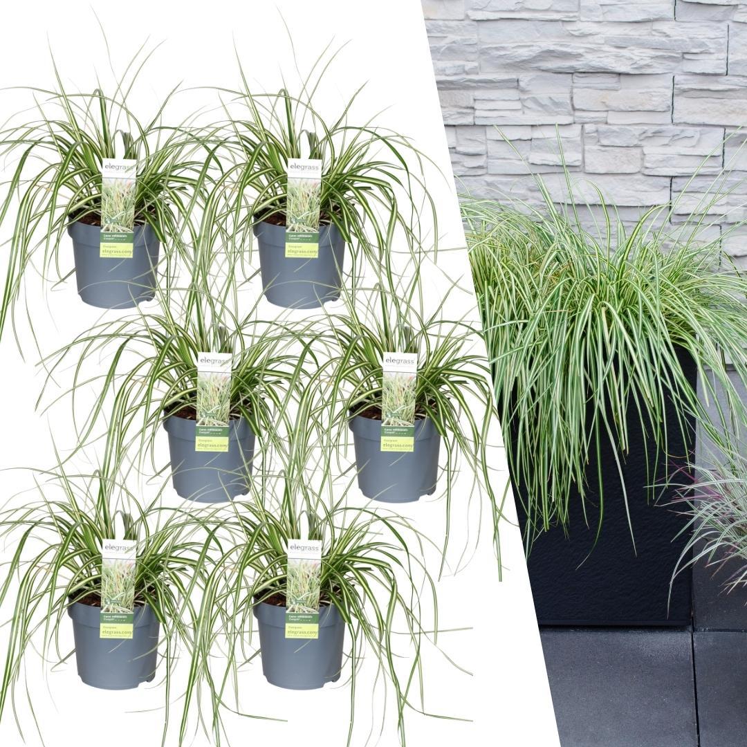 Livraison plante 6 x Carex hachijoensis 'Evergold'