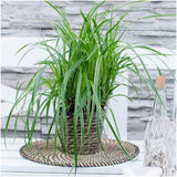 Livraison plante 6 x Carex morrowii 'Ice Dance'