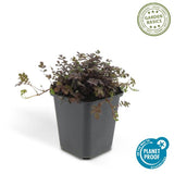 Livraison plante 6x Acaena microphylla 'Kupferteppich' - ↕10 - 25cm - Ø9cm