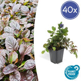 Livraison plante 6x Ajuga reptans - ↕10 - 25cm - Ø9cm