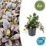 Livraison plante 6x Ajuga reptans - ↕10 - 25cm - Ø9cm