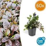 Livraison plante 6x Ajuga reptans - ↕10 - 25cm - Ø9cm