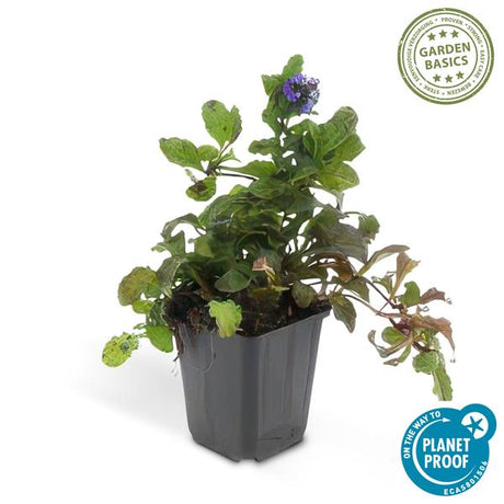 Livraison plante 6x Ajuga reptans - ↕10 - 25cm - Ø9cm