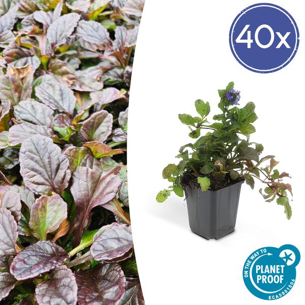 Livraison plante 6x Ajuga reptans - ↕10 - 25cm - Ø9cm