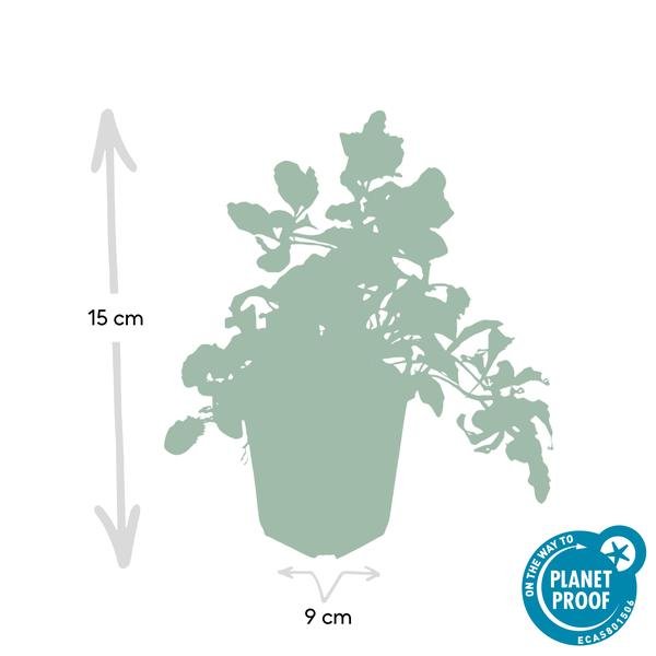 Livraison plante 6x Ajuga reptans - ↕10 - 25cm - Ø9cm