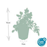 Livraison plante 6x Ajuga reptans - ↕10 - 25cm - Ø9cm