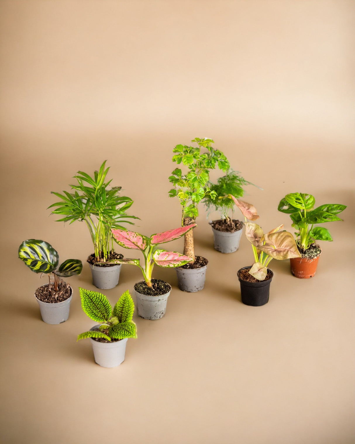 Livraison plante 8 baby plantes surprises