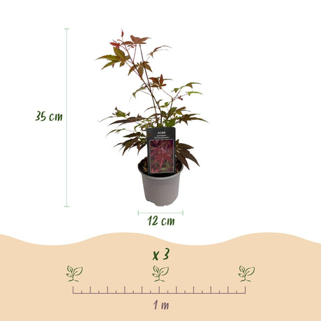 Livraison plante Acer palmatum Atropurpureum – Pot 12 cm – Hauteur 35 cm