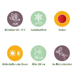 Livraison plante Acer palmatum Beni - maiko – Lot de 3 – Pot 12 cm