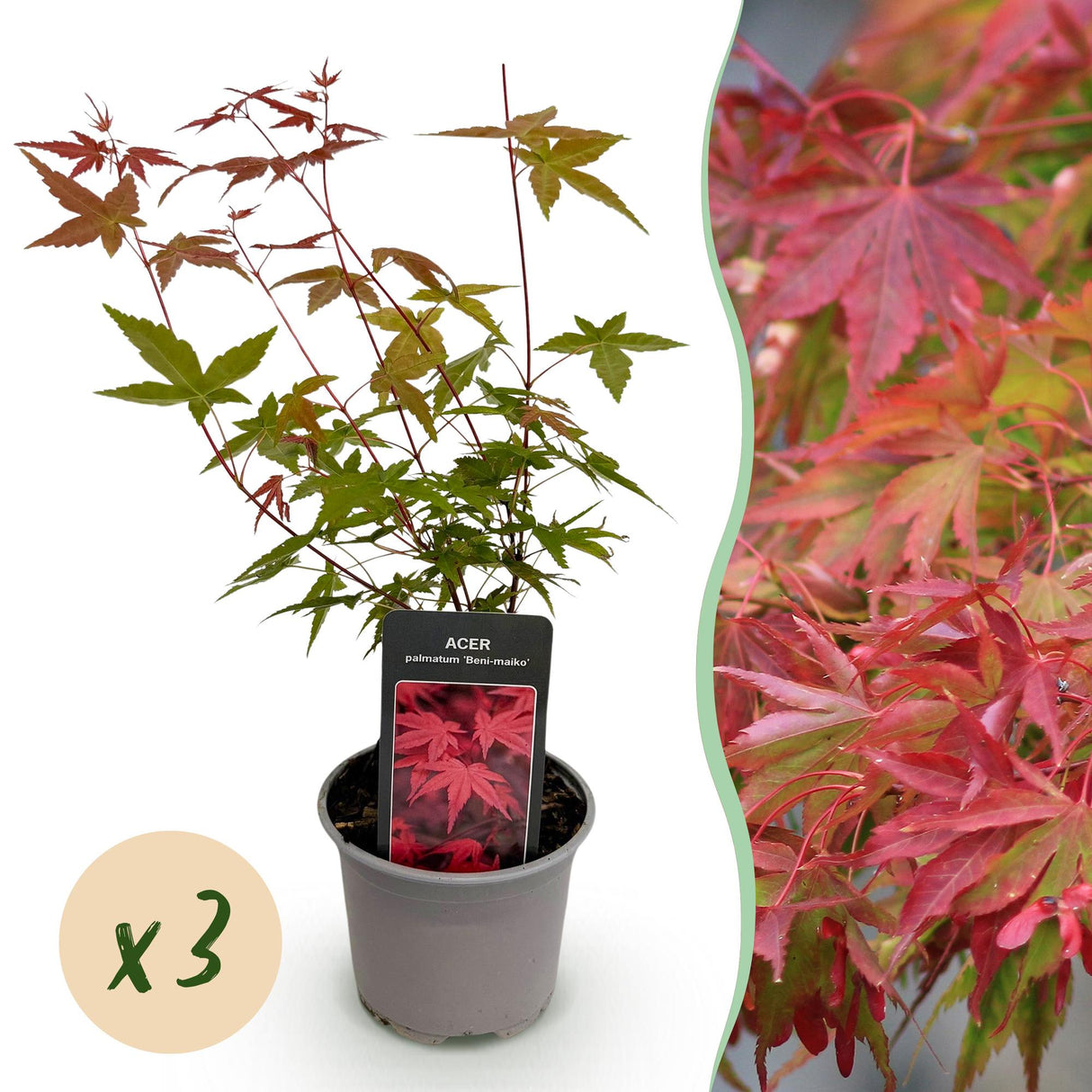 Livraison plante Acer palmatum Beni - maiko – Lot de 3 – Pot 12 cm