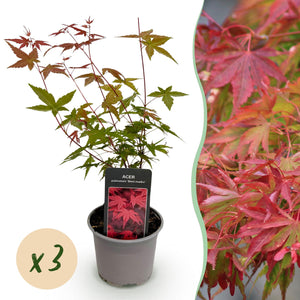 Livraison plante Acer palmatum Beni - maiko – Lot de 3 – Pot 12 cm