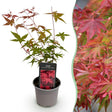 Livraison plante Acer palmatum Beni - maiko – Pot 12 cm – Hauteur 35 cm