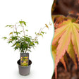 Livraison plante Acer palmatum Katsura – Lot de 1 – Pot 12cm – Hauteur 35cm